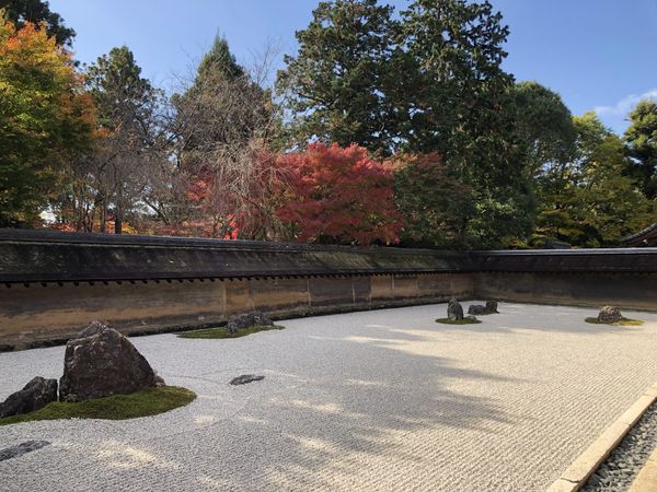 Ryoan-ji's dry rock garden: white raked gravel with rocks and moss, an earth wall behind, a red maple above it