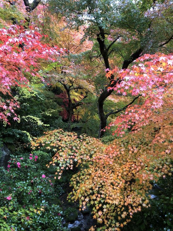 A maple canopy at Ruriko-in seen from below, pink and orange leaves layered against green