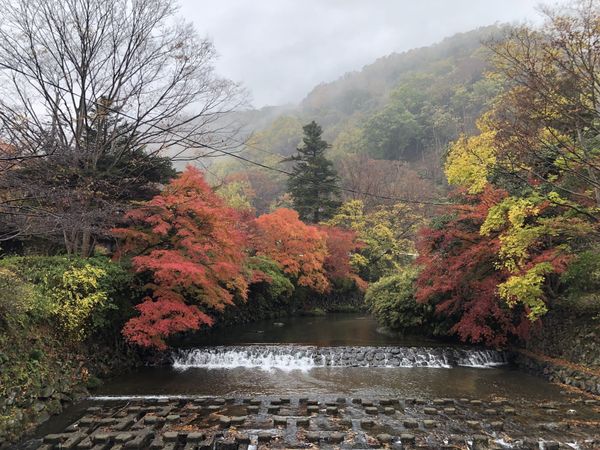 The Takano River at Yase with mist on the wooded hillside behind and maples along both banks