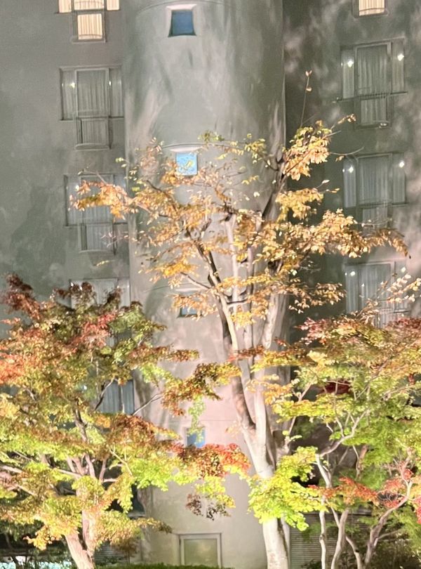 Maples lit at night in a hotel courtyard against the curved concrete wall of a circular building