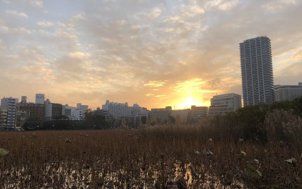Shinobazu Pond in Ueno Park at sunset, with reeds in the foreground and towers on the skyline behind