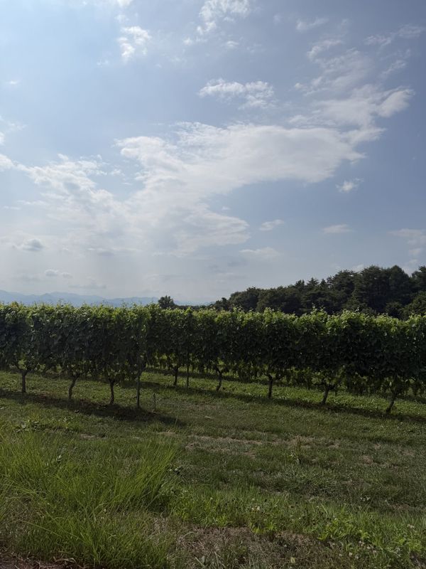 Rows of vines trained on wires on a slope at Villa d'Est in Nagano, with mountains and open sky behind