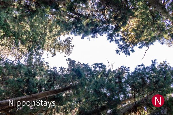 Tall cedar trees photographed from directly below, their crowns meeting overhead