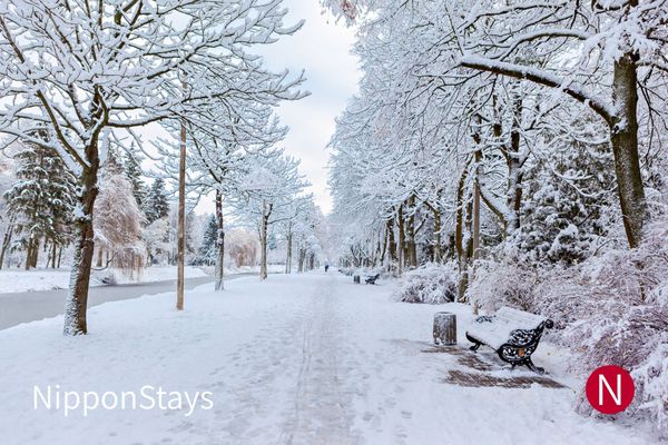 A snow-covered park path lined with frosted trees