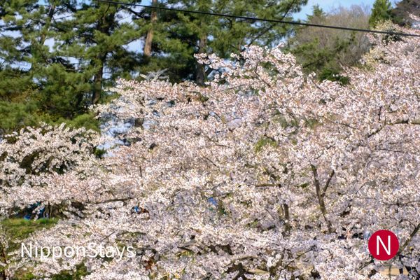 Petals covering the western moat at Hirosaki Park