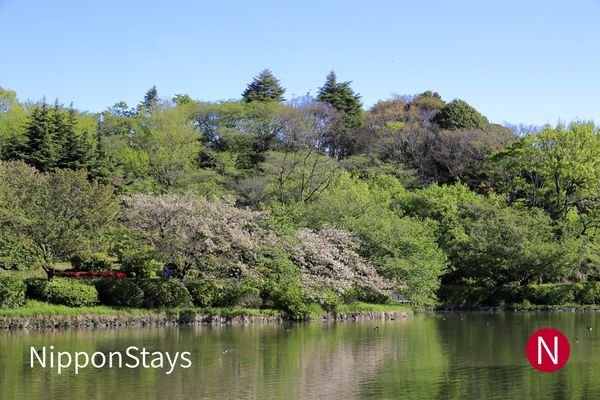A broad green park in Yokohama with trees around an open lawn