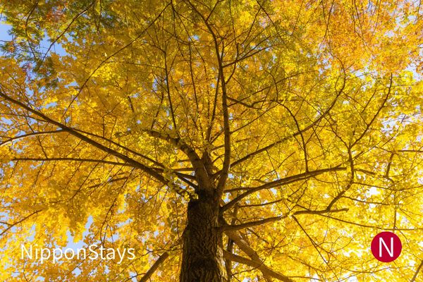 A large ginkgo tree in full yellow, photographed from beneath the canopy