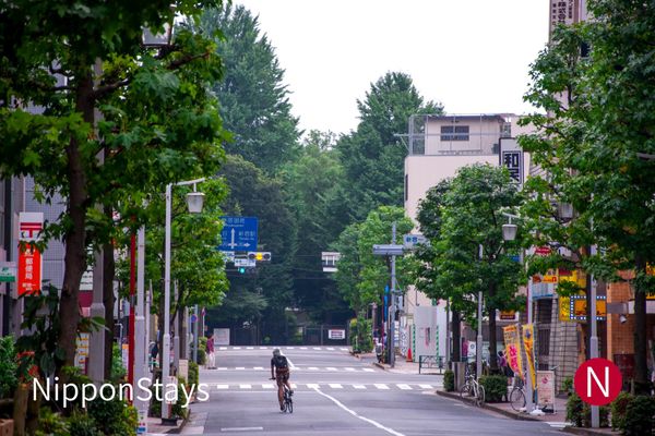 An early-morning street in Shinjuku, trees along the pavement