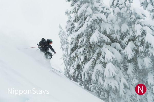 A skier throwing up powder beside snow-laden trees