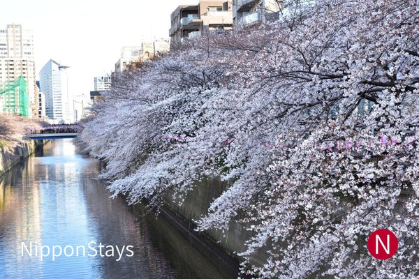 Cherry trees in bloom along the Meguro River
