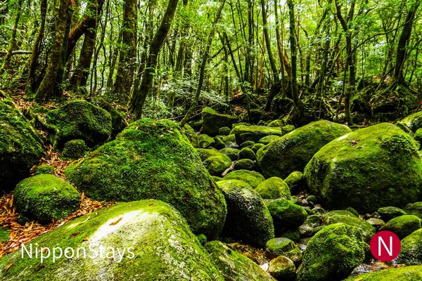 The coast and forested interior of Yakushima