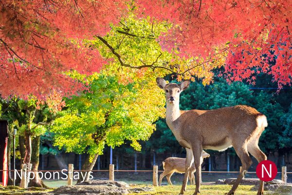 A deer standing under bright red maples in a park, a fawn behind it