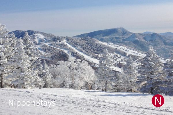 Frosted trees above the linked ski areas of Shiga Kogen