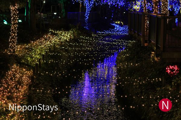 Winter illumination lighting a tree-lined walkway in Japan at night