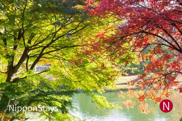 A garden pond with trees half still green and half turned red