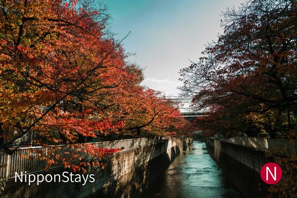 Trees in red and orange lining a concrete-walled city canal