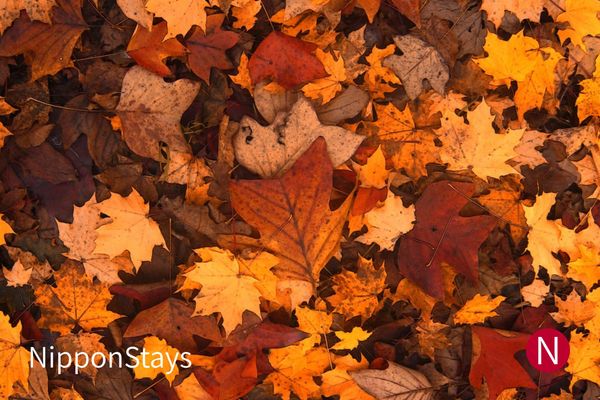 Fallen maple and other leaves covering the ground in orange, red and brown