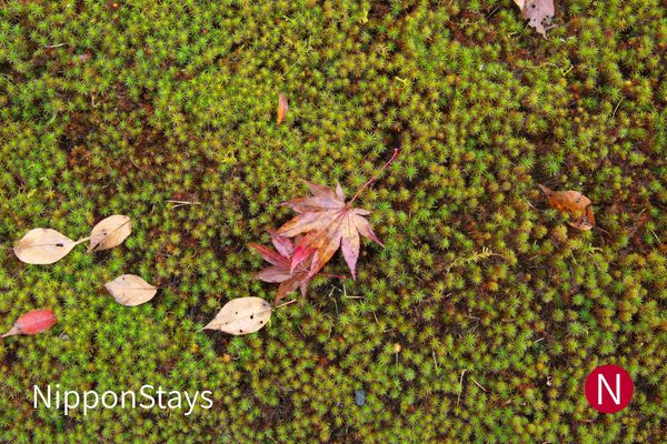 A single red maple leaf lying on wet green moss with pale fallen leaves around it