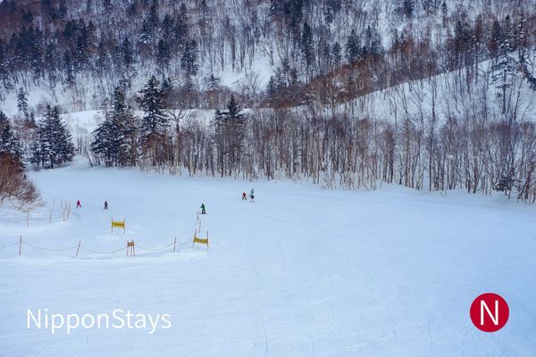 Skiers on a groomed slope lined with birch trees