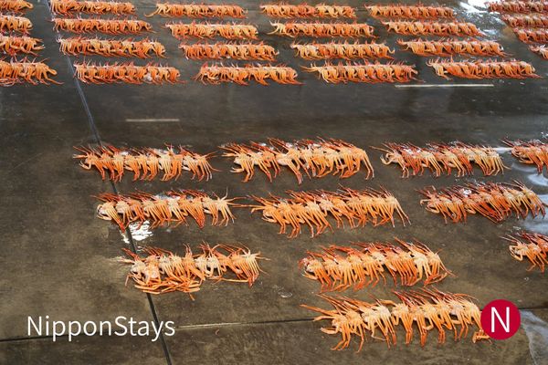 When Is Crab Season in Japan? 2026-27 Dates by Coast
