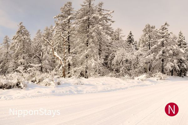 Snow-laden larch and cedar trees beside a groomed snowy track in Myoko, Niigata, in early morning