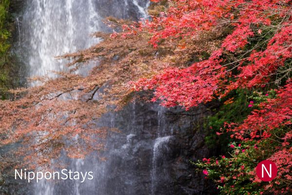 Red maple leaves in front of a waterfall running down a rock face
