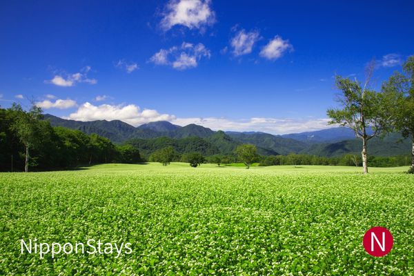 A buckwheat field in flower below a line of mountains