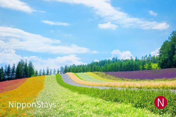 Flower fields on the hills of Furano, Hokkaido, under a summer sky