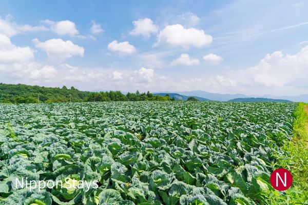 Rows of cabbage in the Tsumagoi highland fields of Gunma under a summer sky with scattered clouds