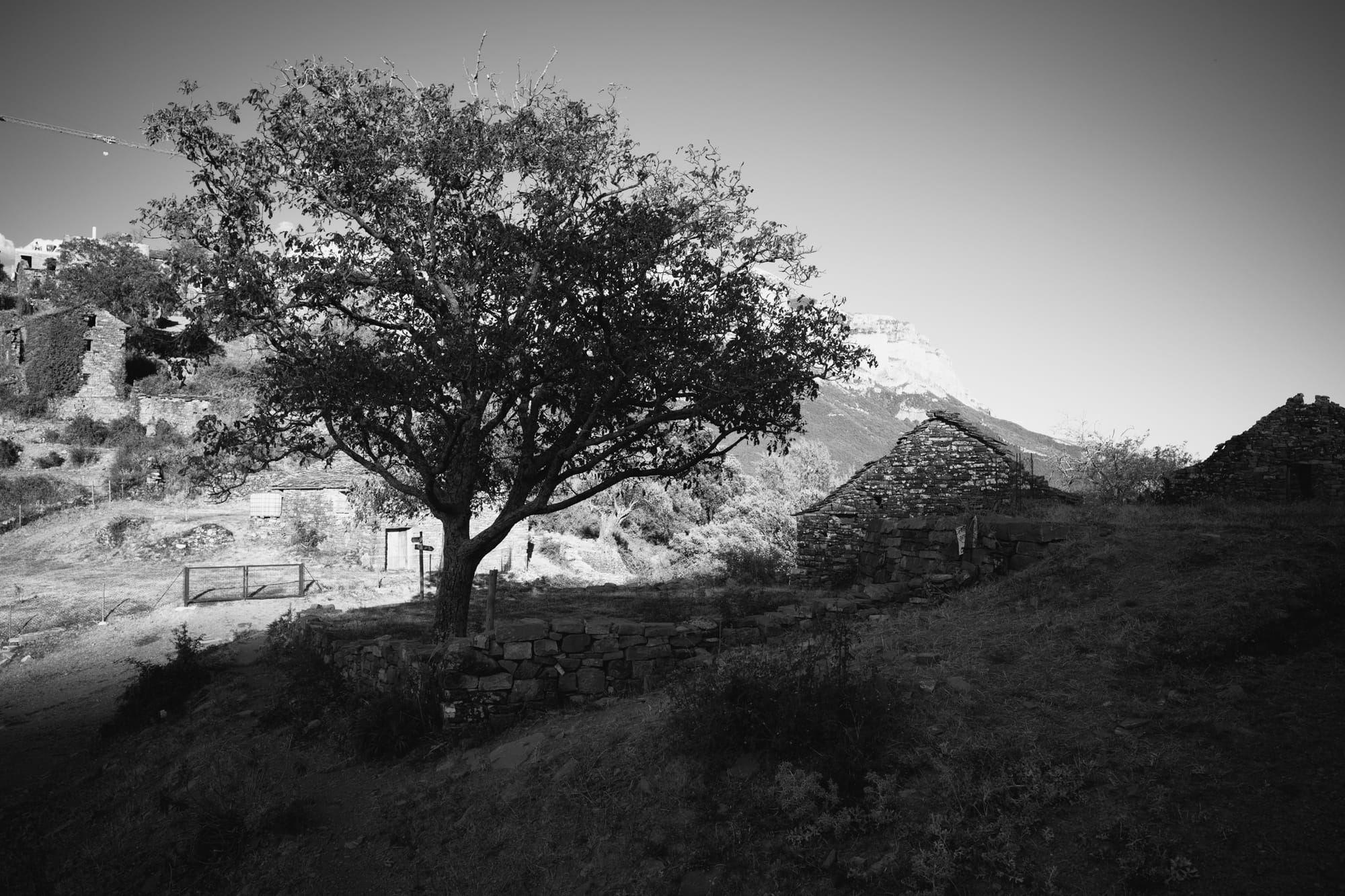 pyreneje