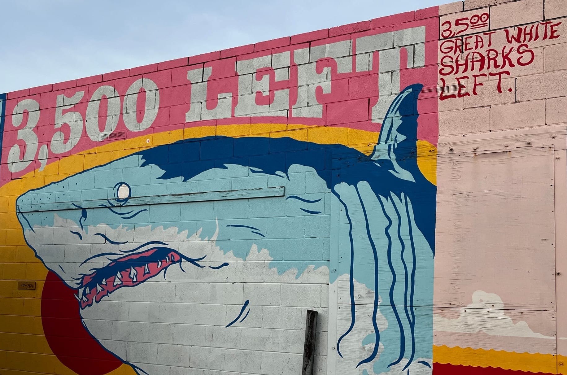 Above Tree Line: A walk with sharks