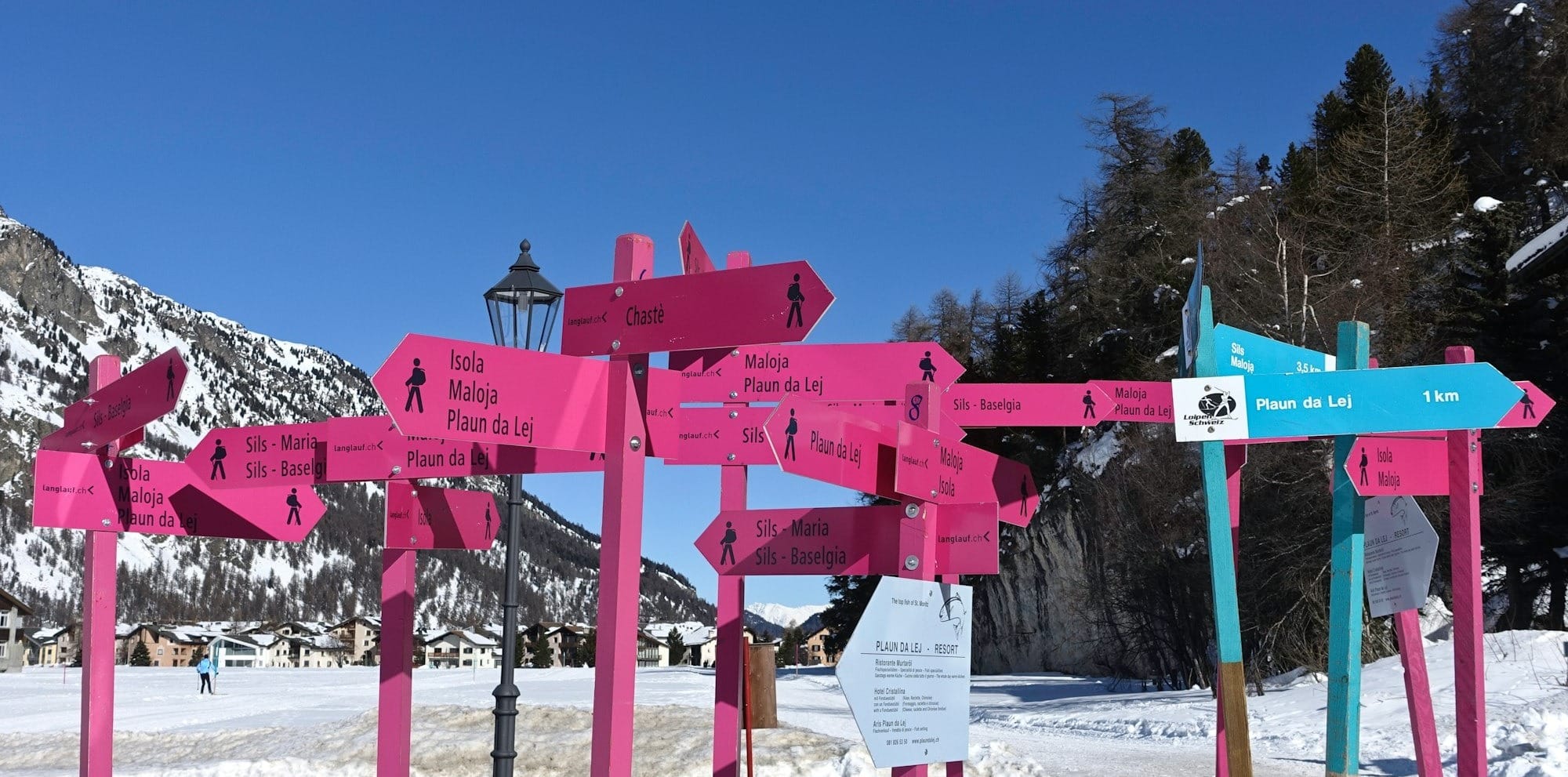 pink and blue road signs near trees