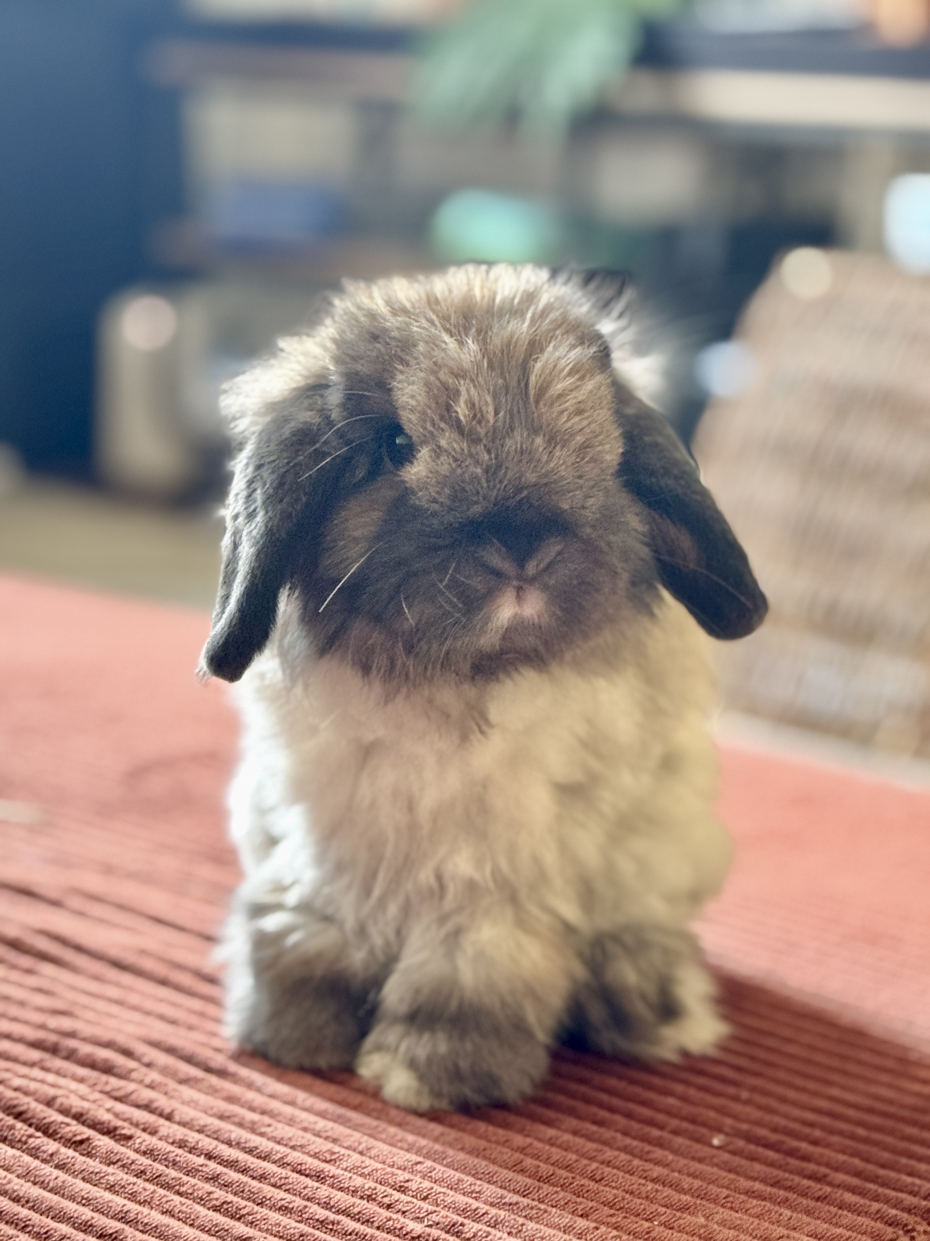 brown and white bunny with lop ears looking at the camera