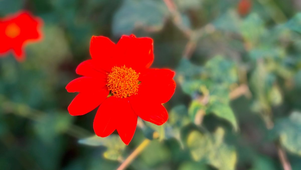 from my garden: joy