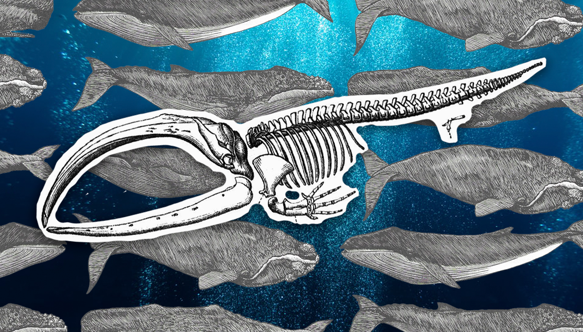 How to Fit a Whale in Your Life Lobby