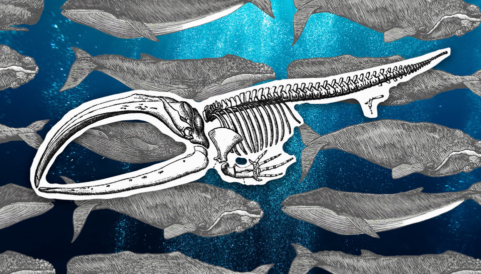 How to Fit a Whale in Your Life Lobby