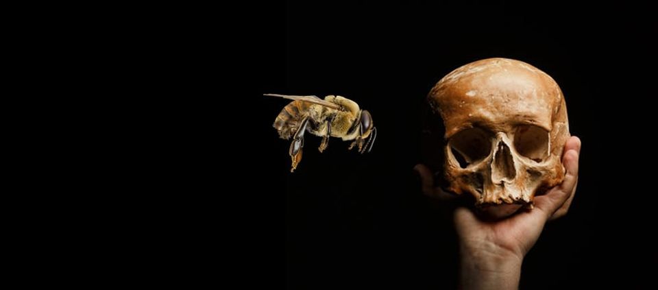 To Bee or Not to Bee