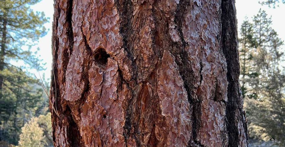 Brace Yourself for Final Impact