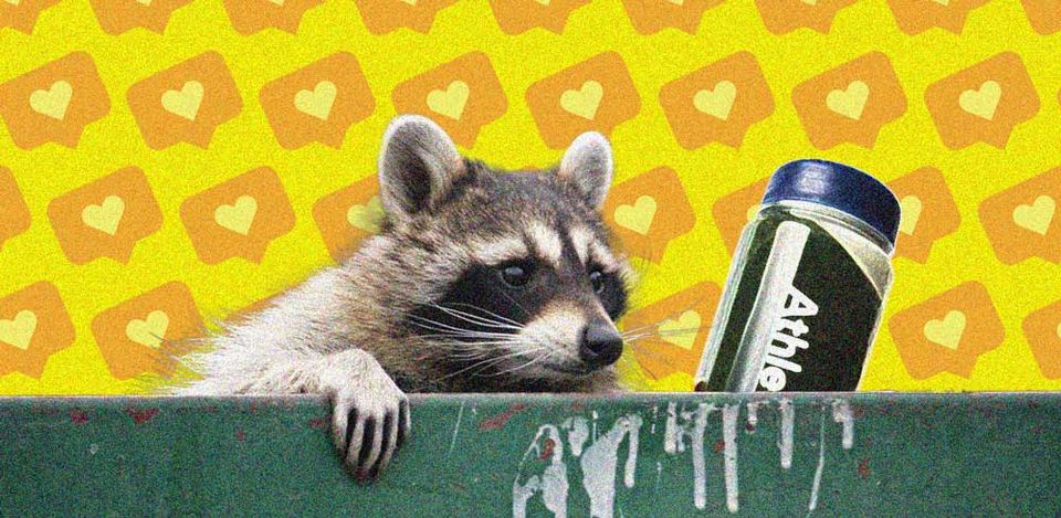 Raccoons Under the Influence