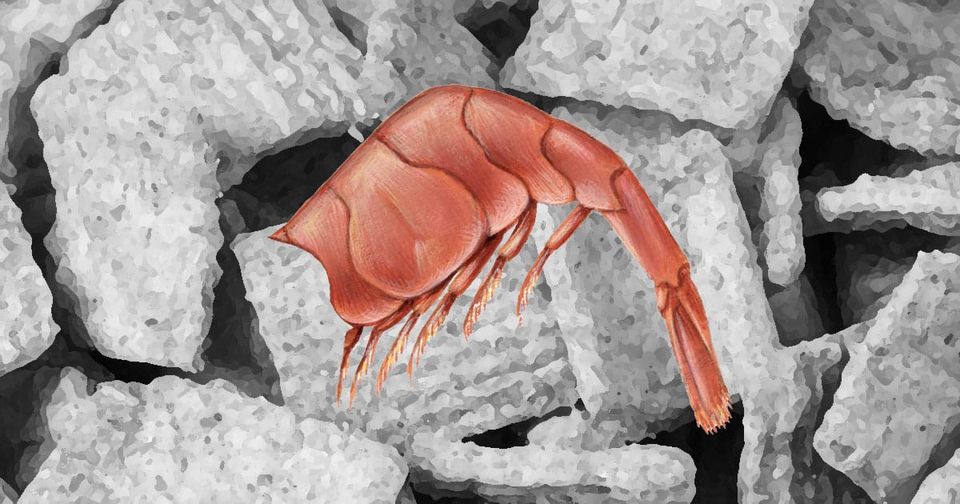 Small Minds Brainstorming Shrimpy Ideas