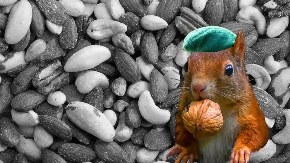 Introduction to Squirrel Math: Art is Nuts