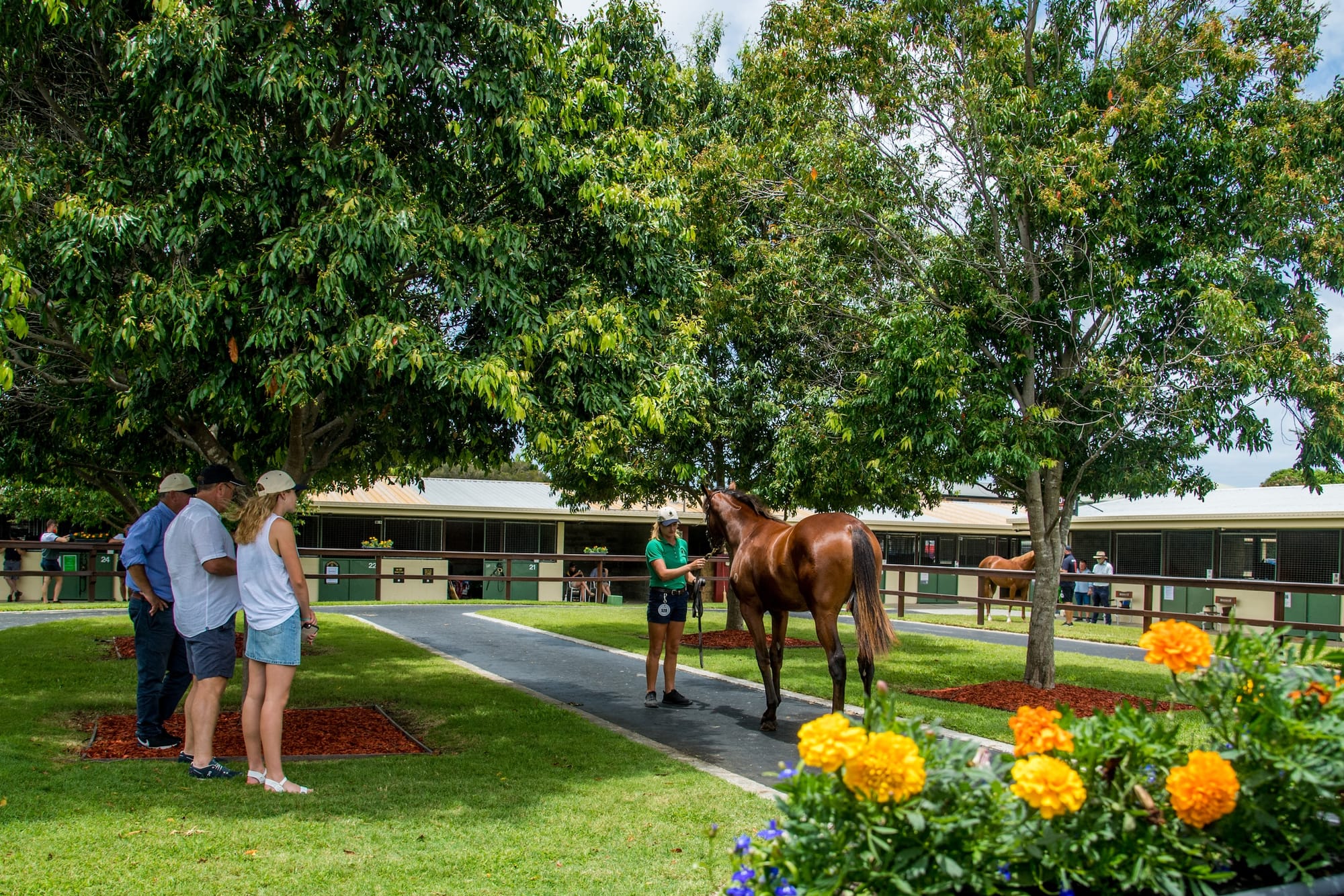 Yearling inspection