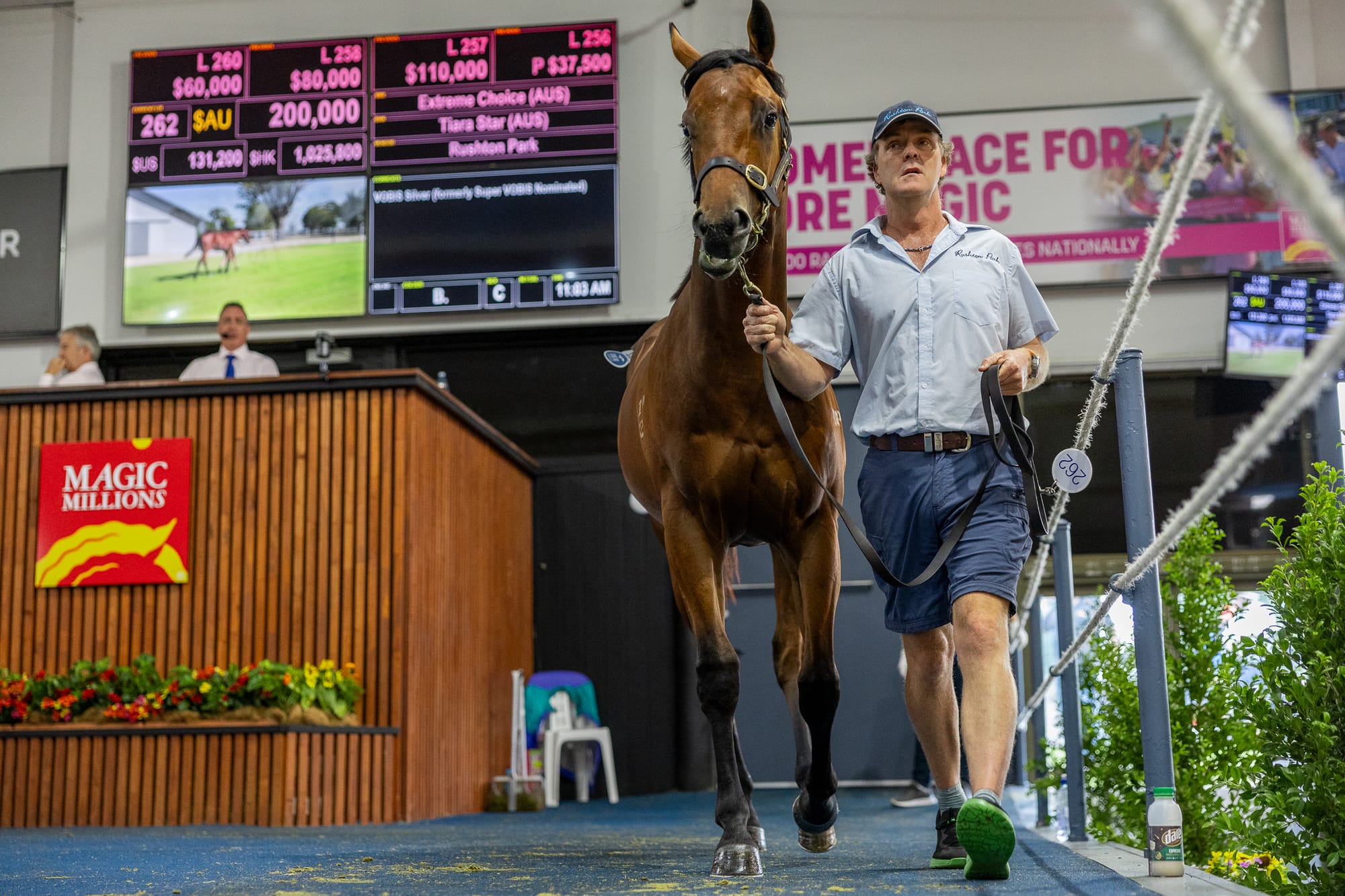 Lot 262, the Extreme Choice colt 
