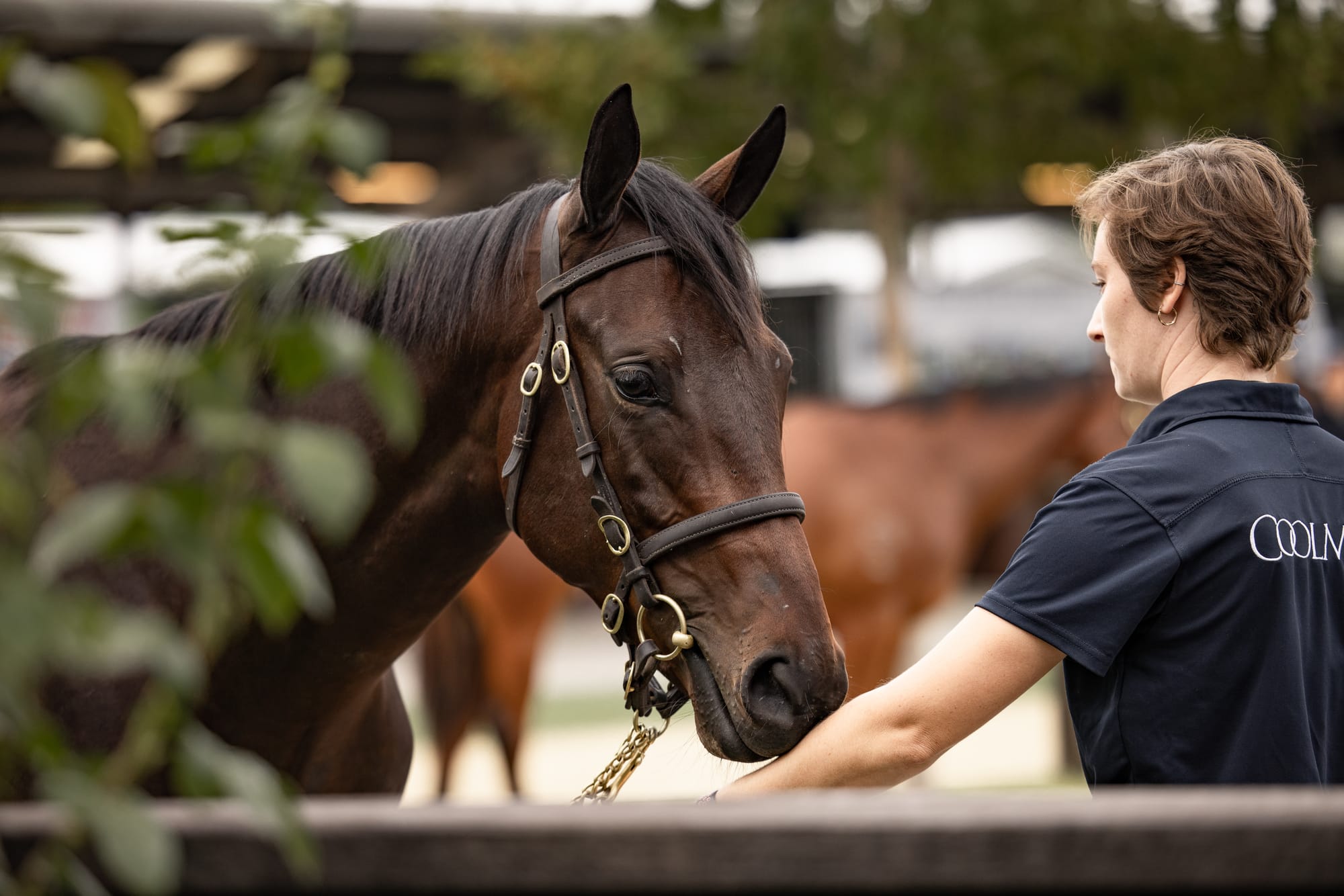 Pierro x Winx yearling filly
