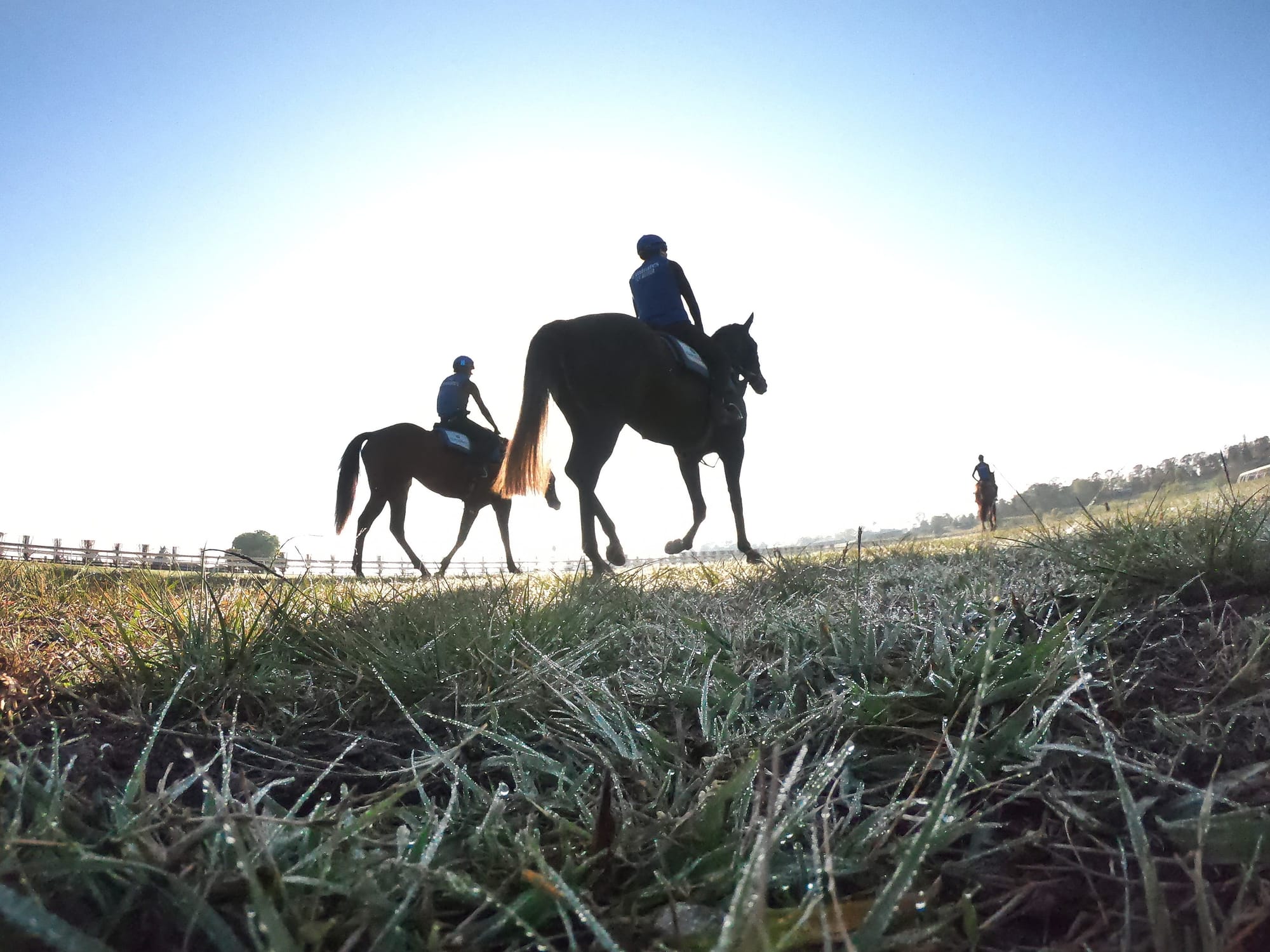 Racehorses