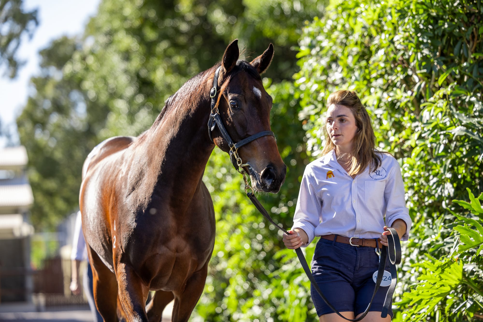The Zoustar filly