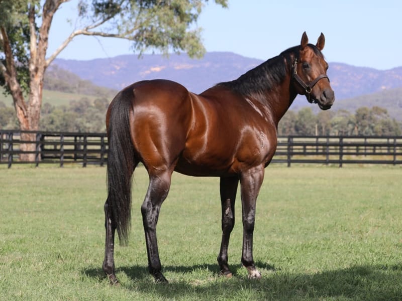  Zoustar
