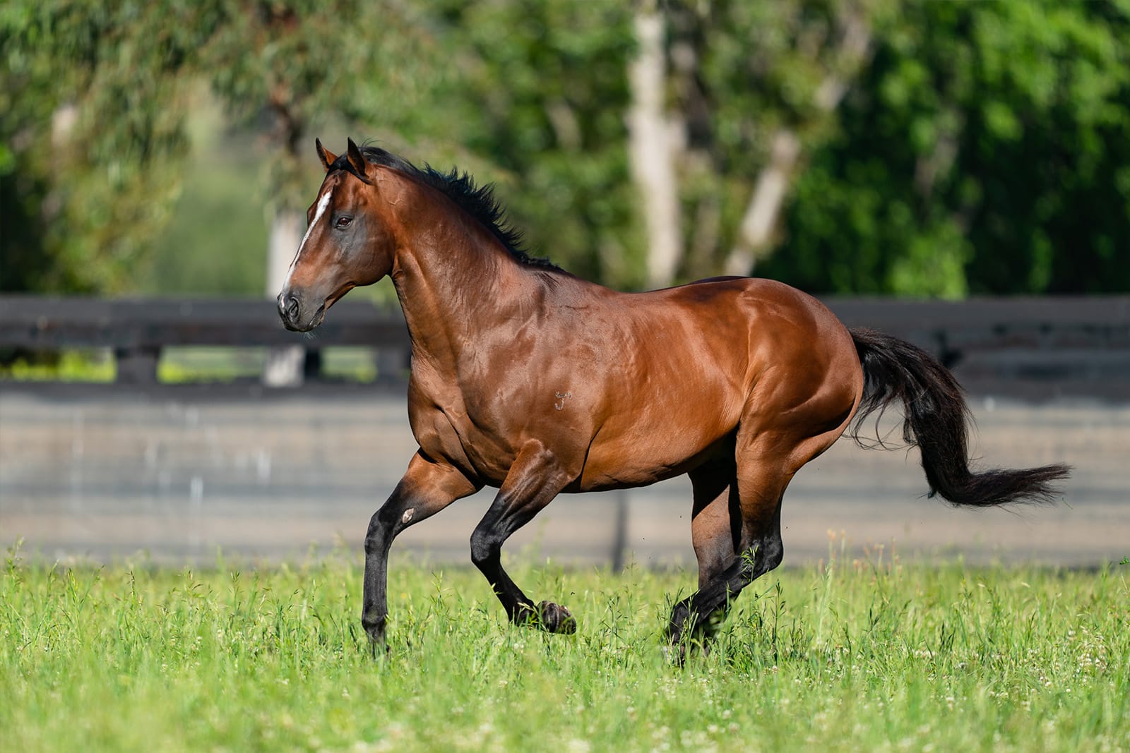 Snitzel