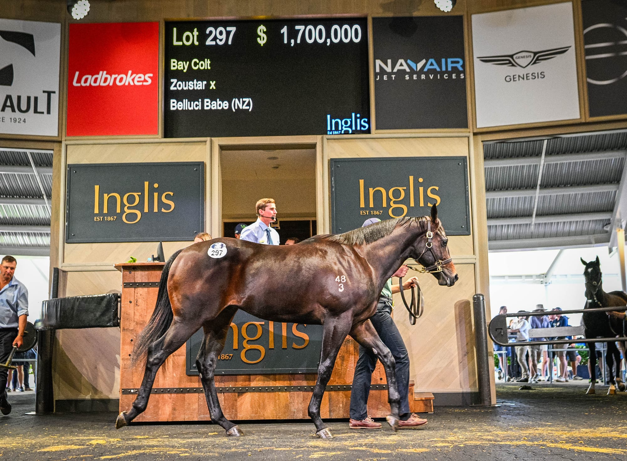 Zoustar colt