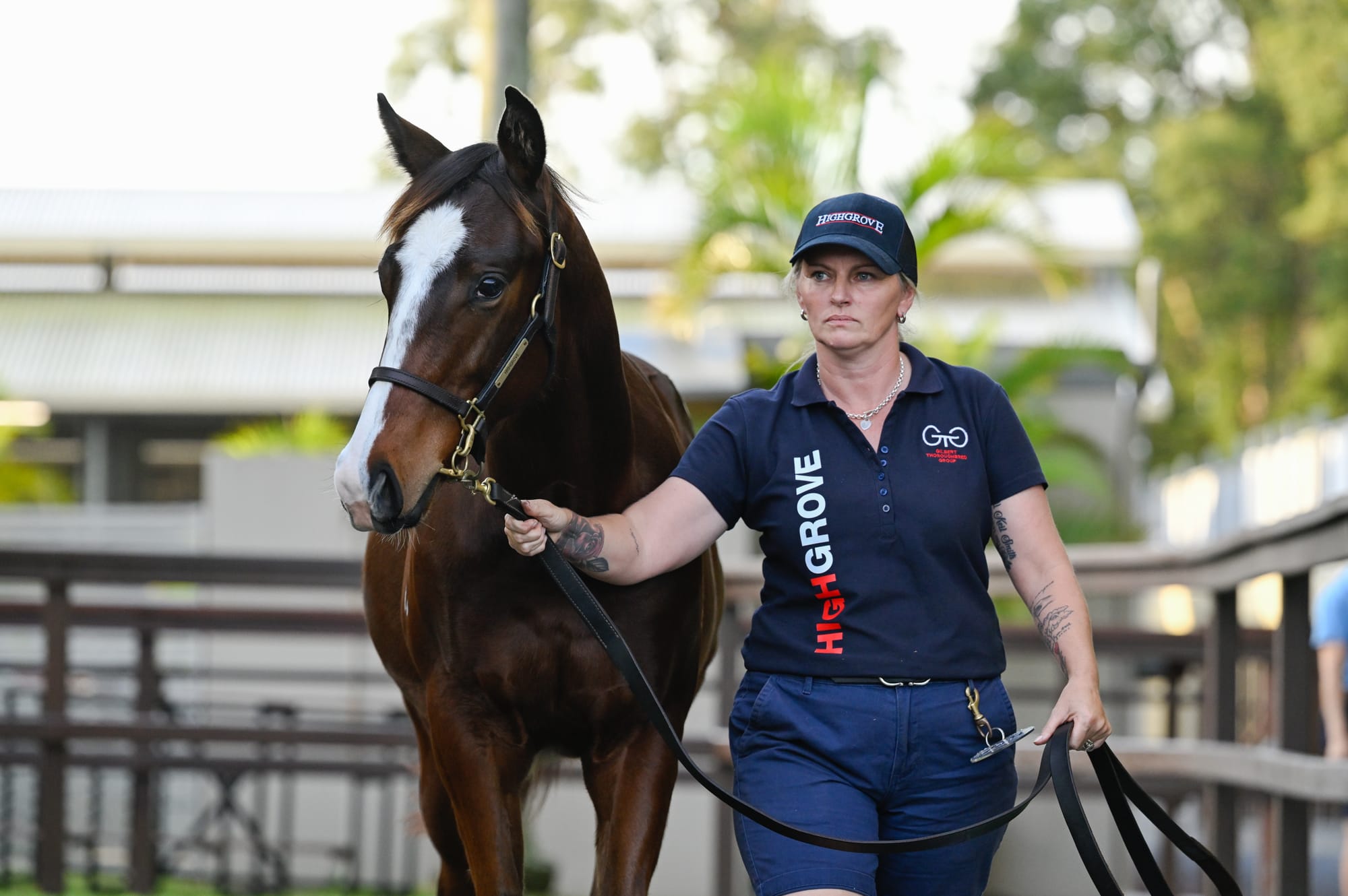  Snitzel filly